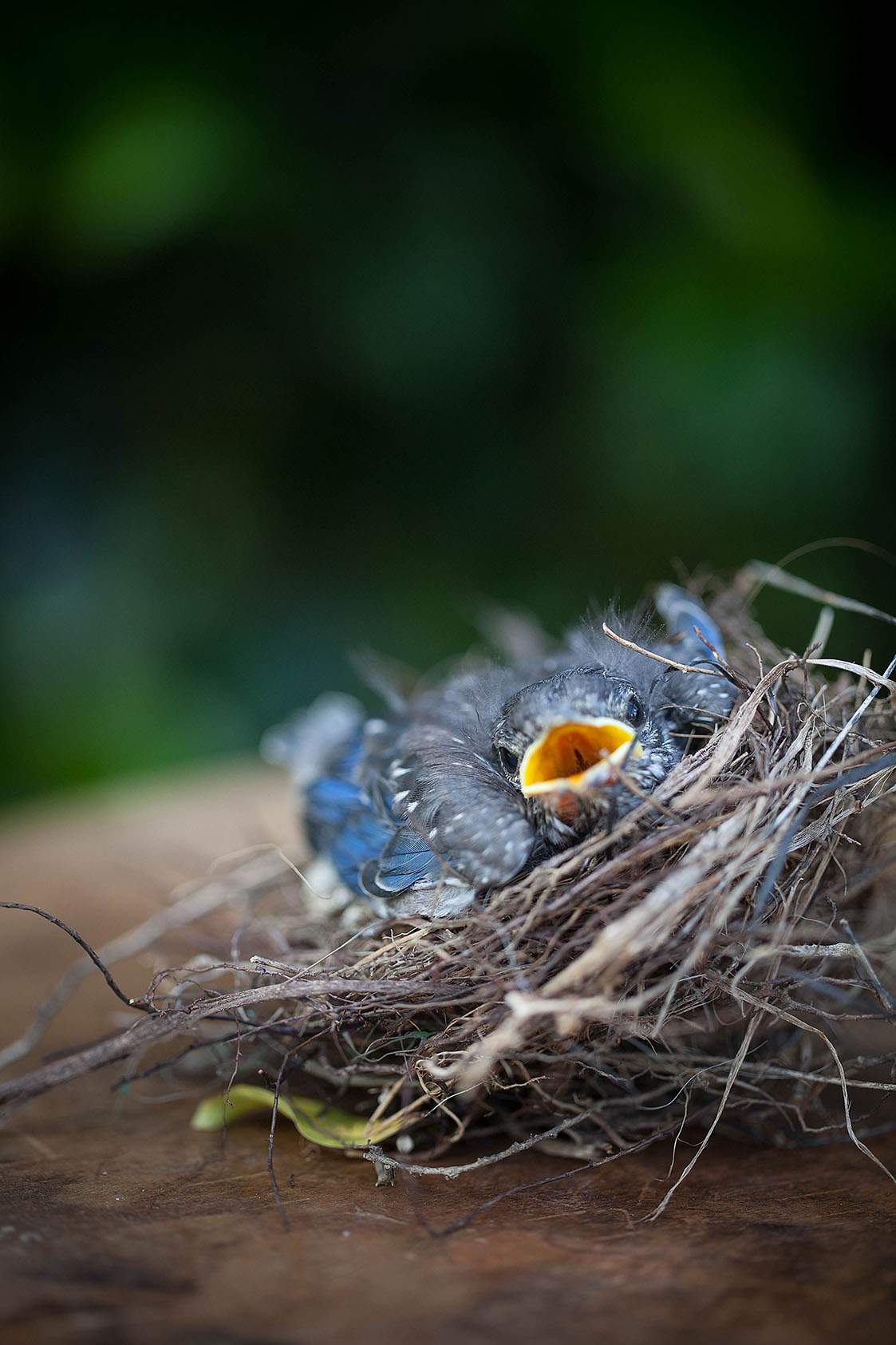Baby Bluebirds - Celebrate Creativity