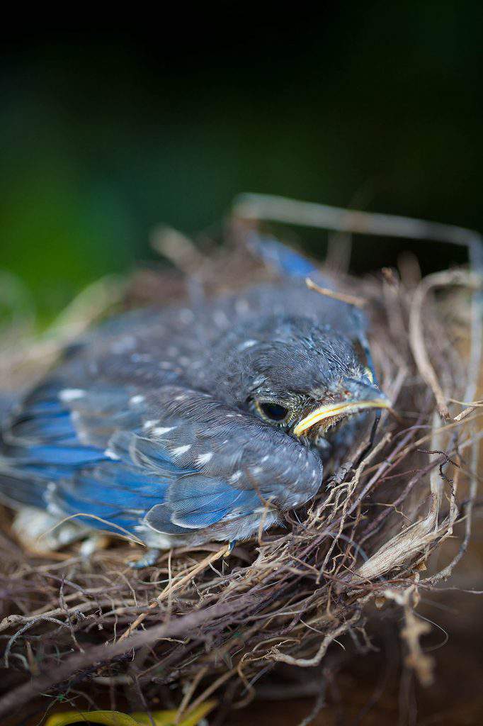 HD wallpaper: bluebirds, babies, nest, rainbow, feathers, endangered, cute