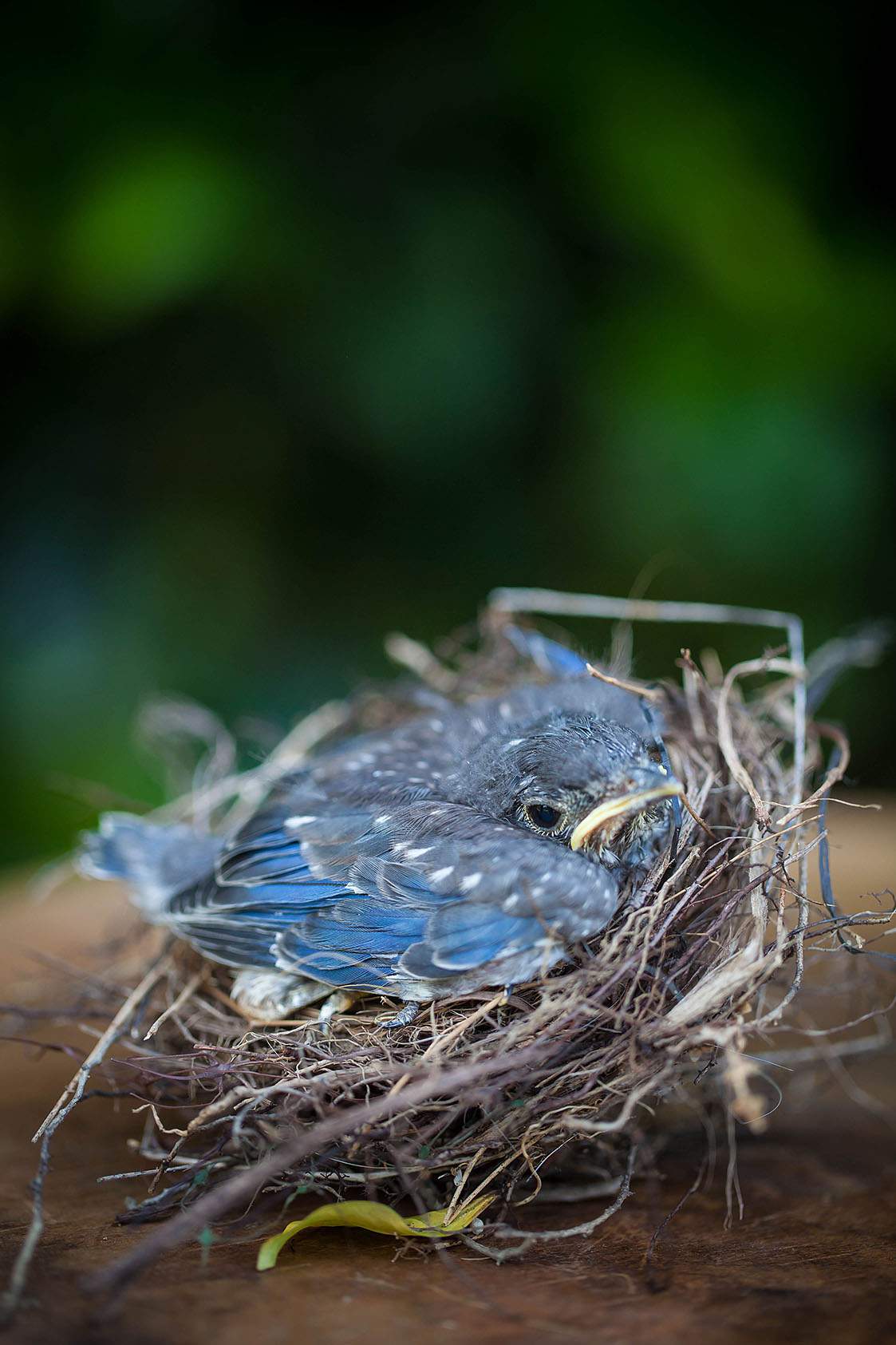 Baby Bluebirds - Celebrate Creativity