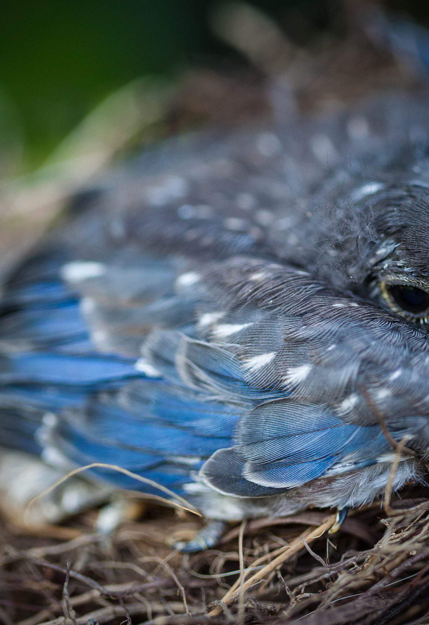 Baby bird. Download Blue Bird & Baby pics.