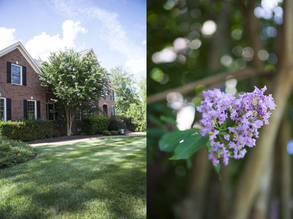 crepe myrtle tree