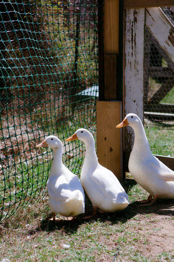 duck trio