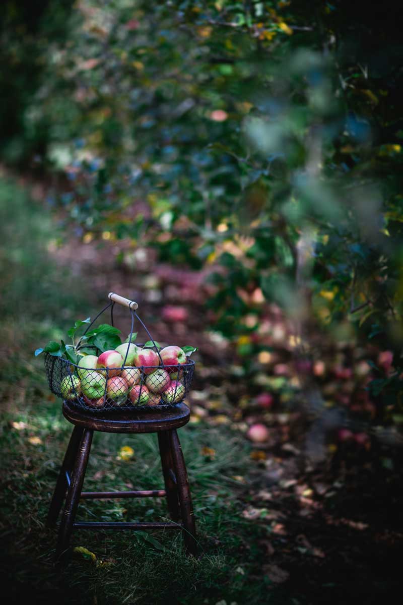 apple orchard milking stool
