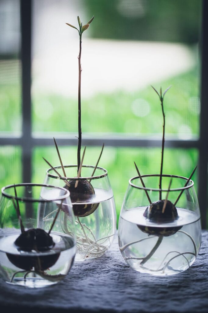 How to Root Avocado Seeds