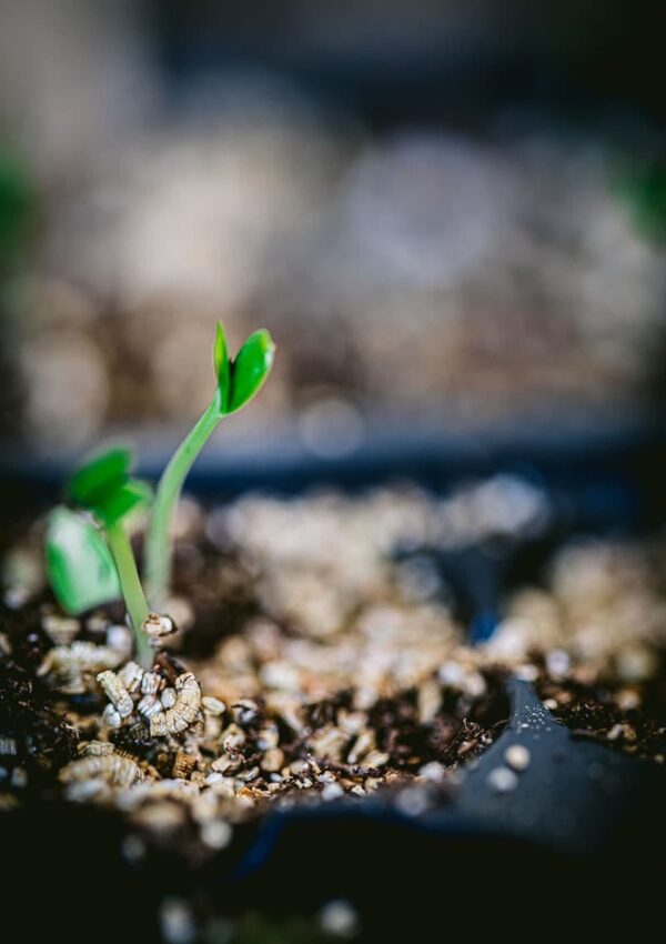 Spring Seed Sowing