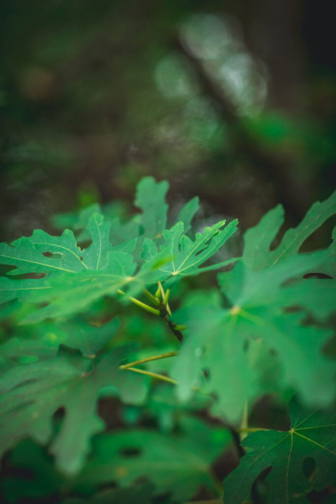 Multiple fig leaves